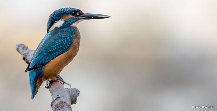 Martin-pêcheur