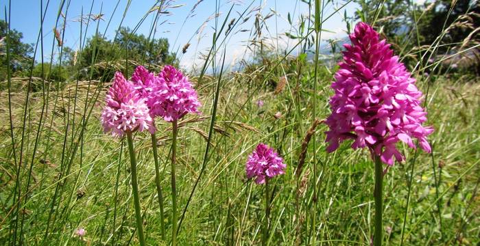 Orchidées