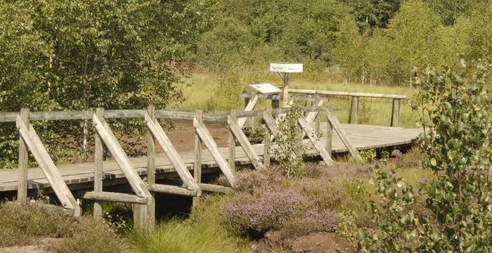 Chemin didactique dans la tourbière