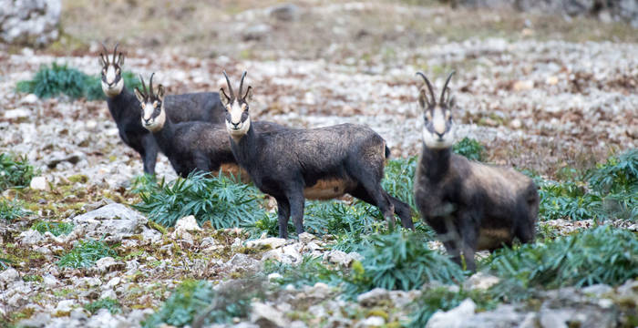 trois chamois