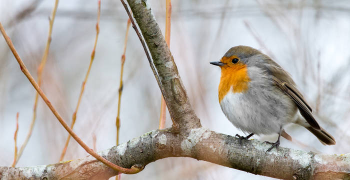 Un rouge-gorge
