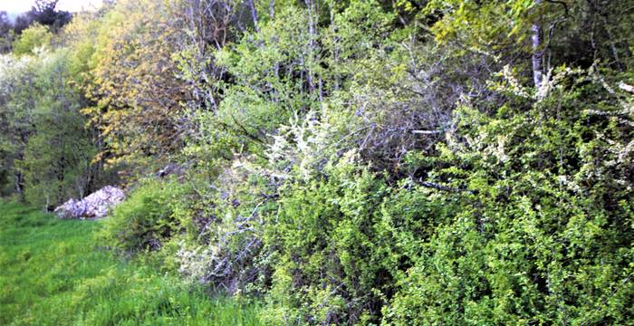 Buisson ©Laure Oberli
