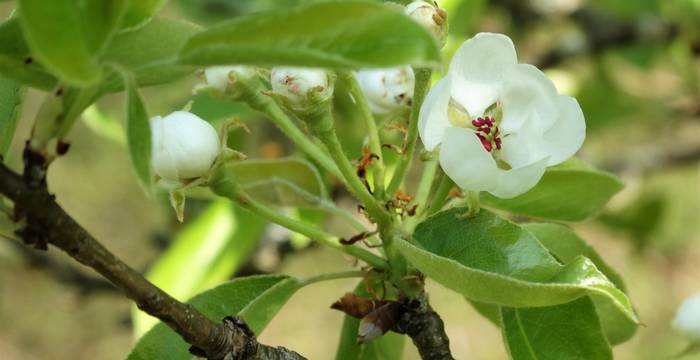 Frochaux printemps 2018