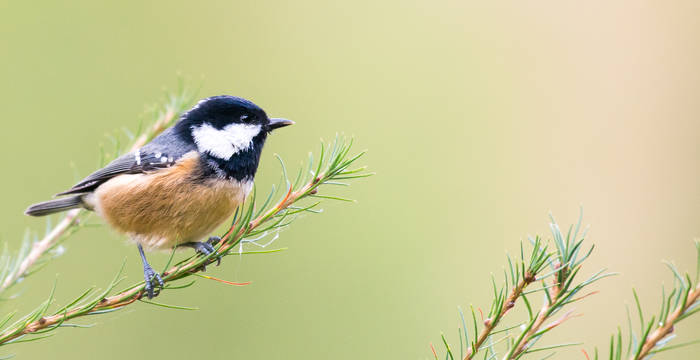 Petit mésange