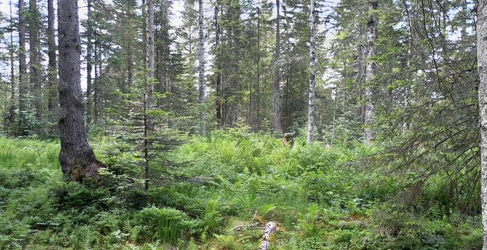 Forêt Brévine