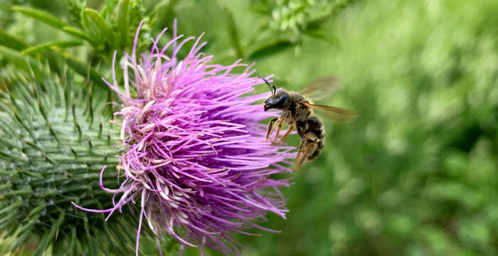 Halictus scabiosa à Coffrane