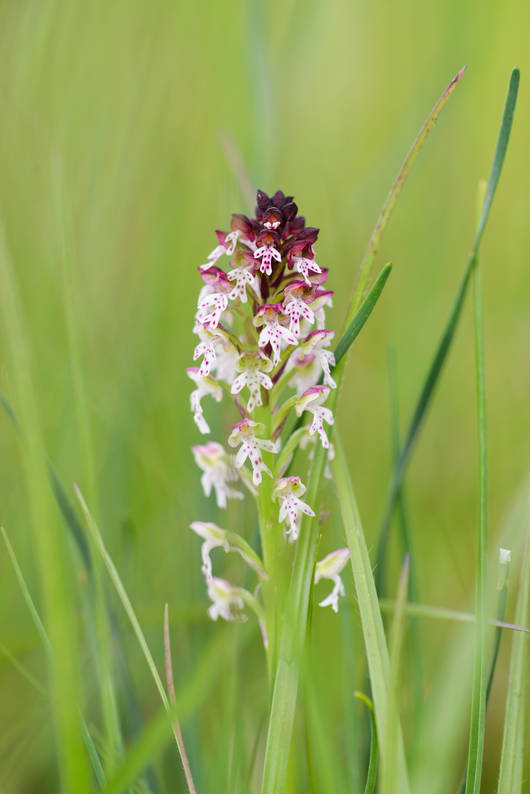 Orchis brûlée