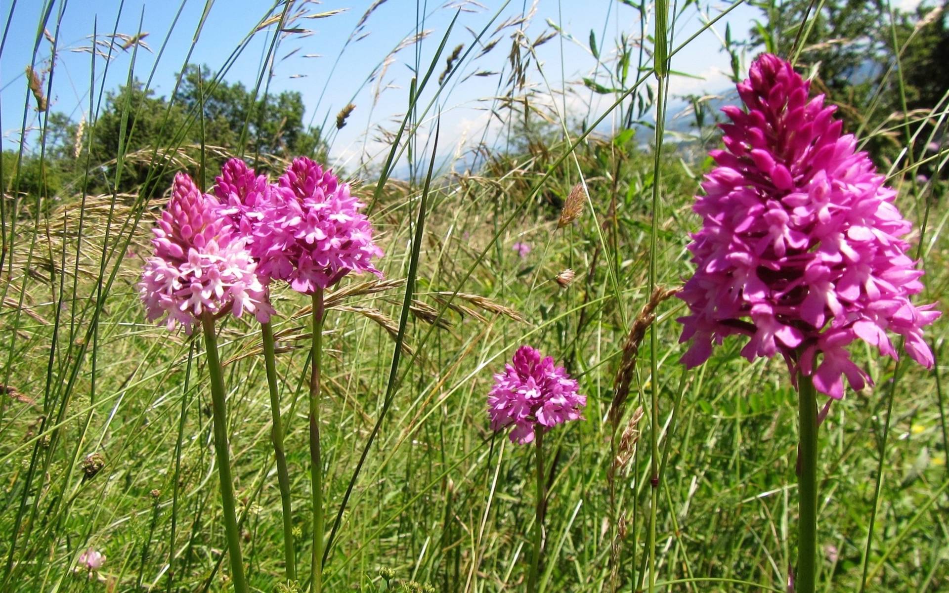 Orchidées