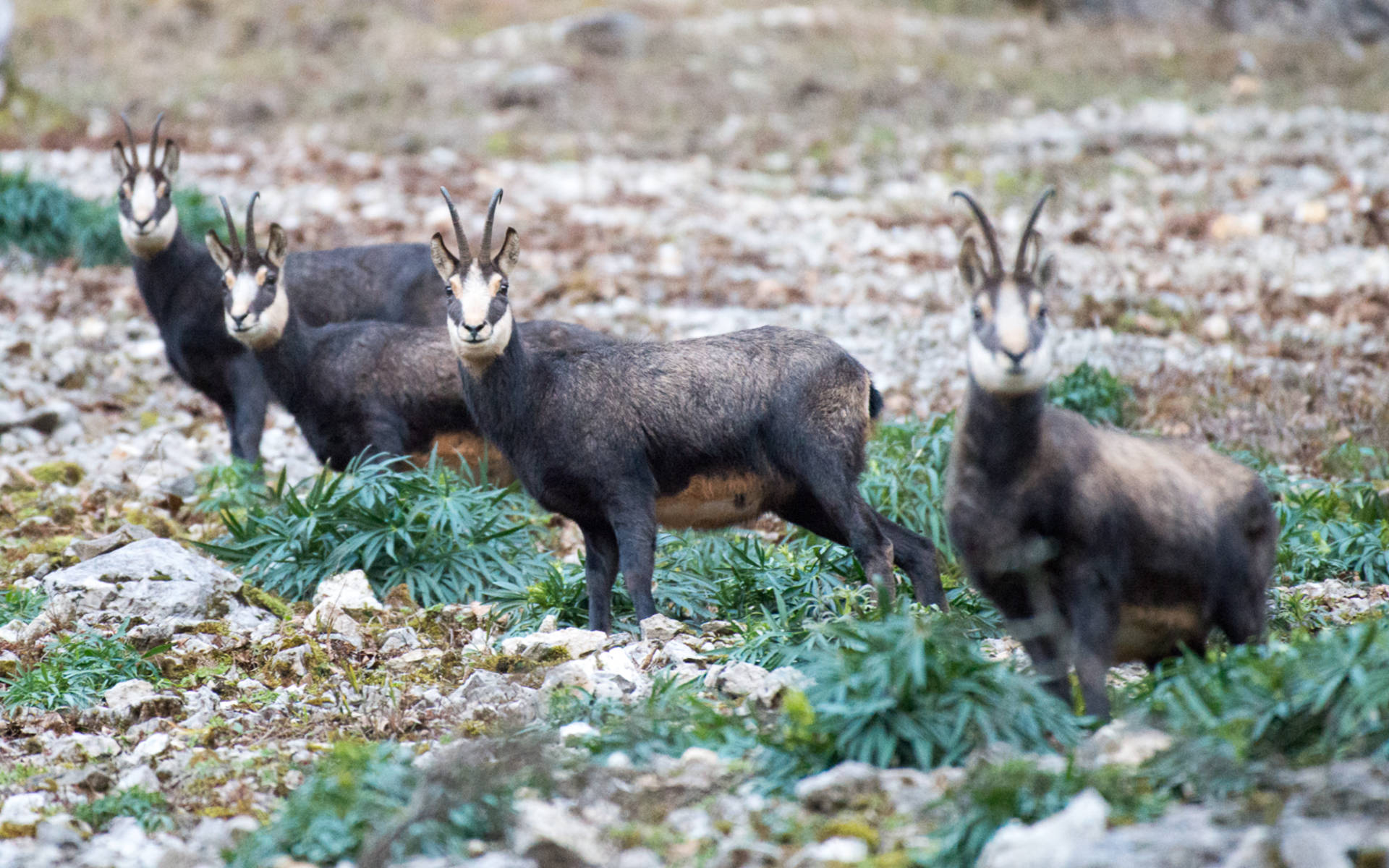 trois chamois