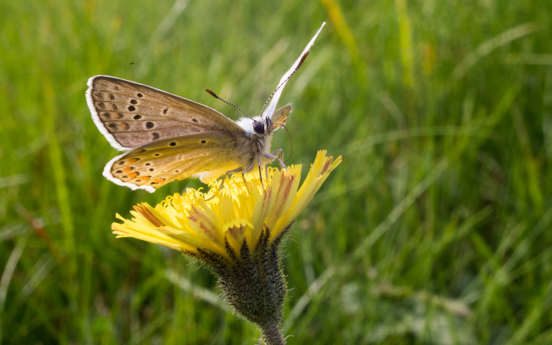 Papillon sur une fleur