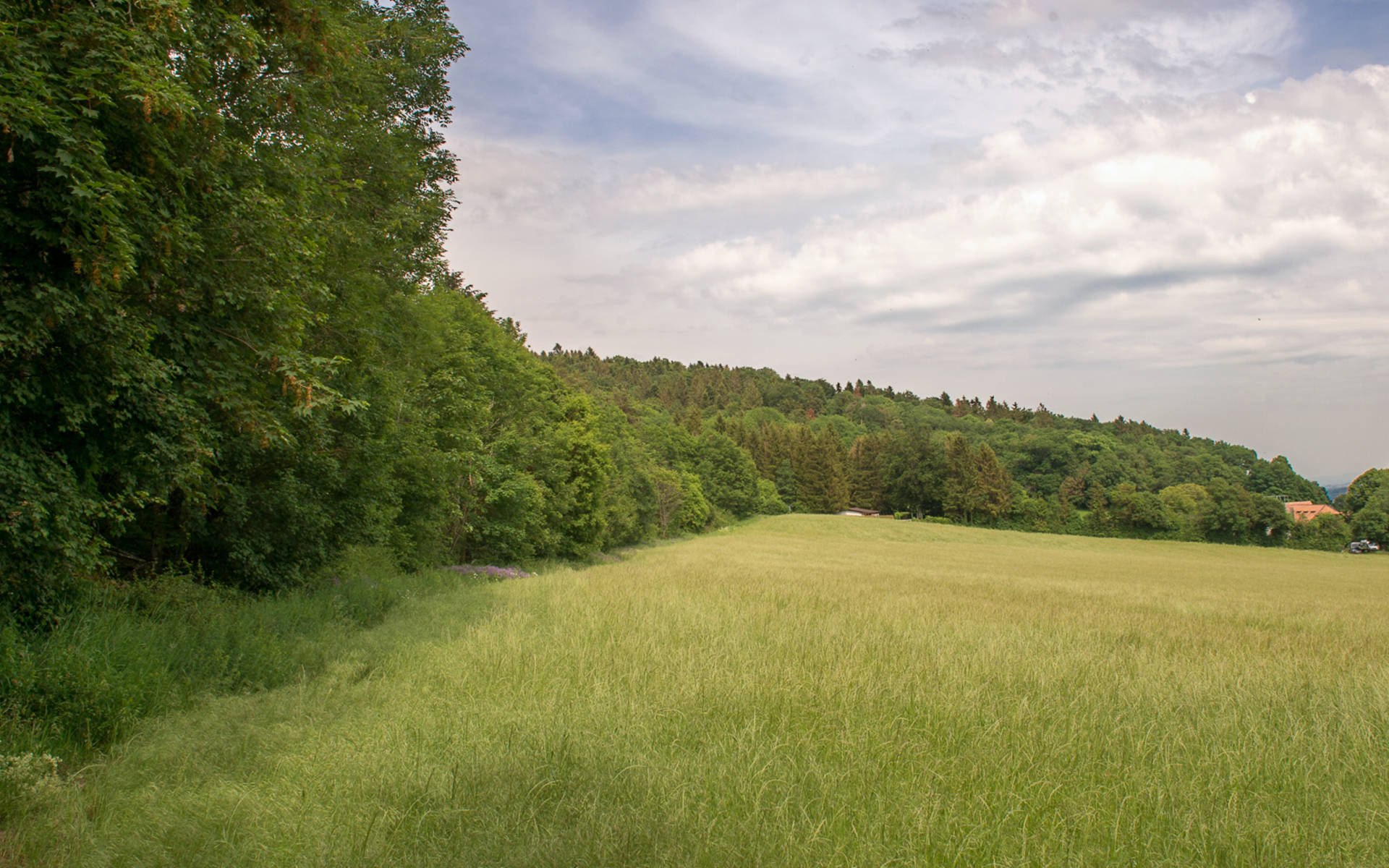 Lisière ©Nicolas Roeschli