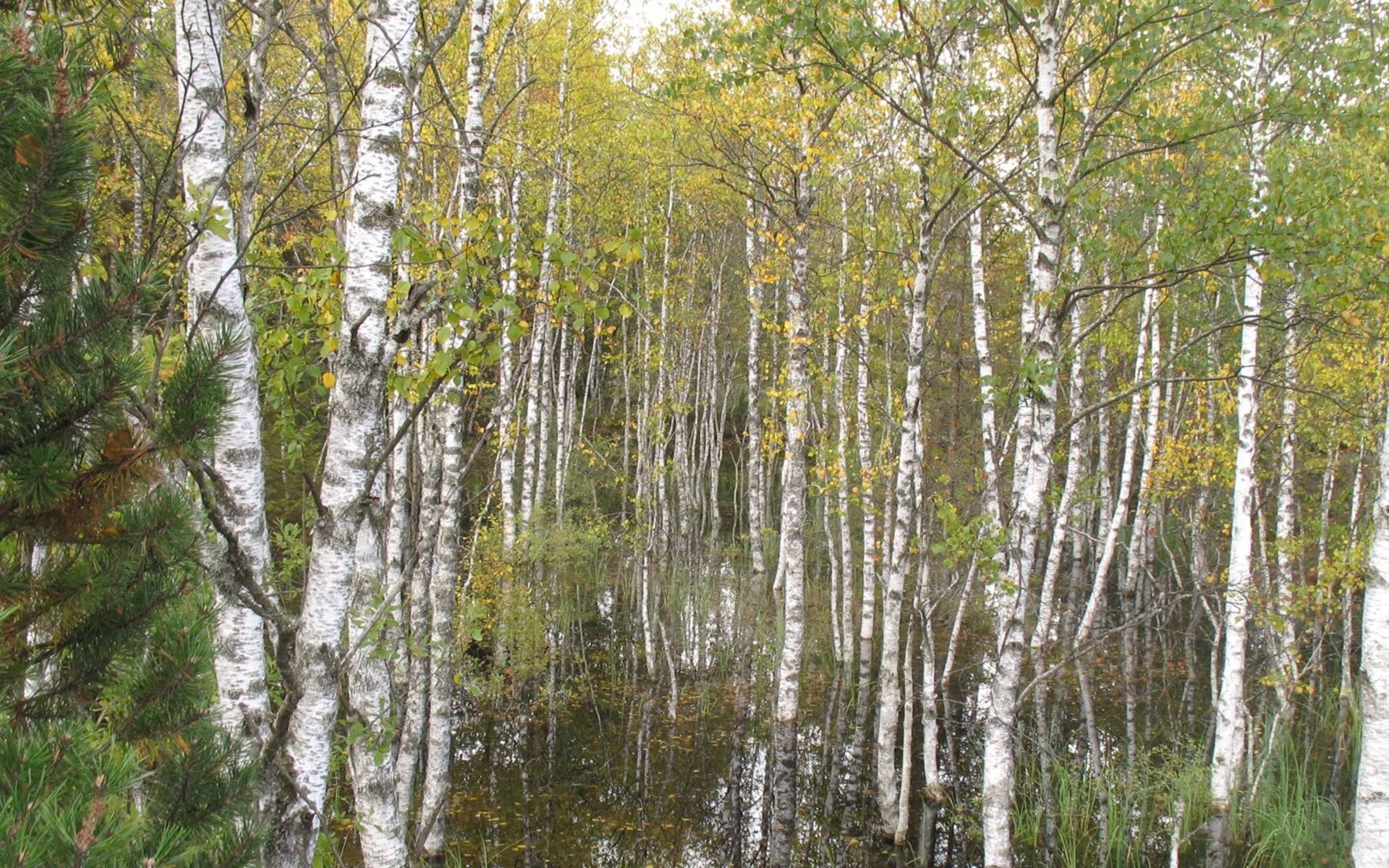 Bouleaux dans tourbière