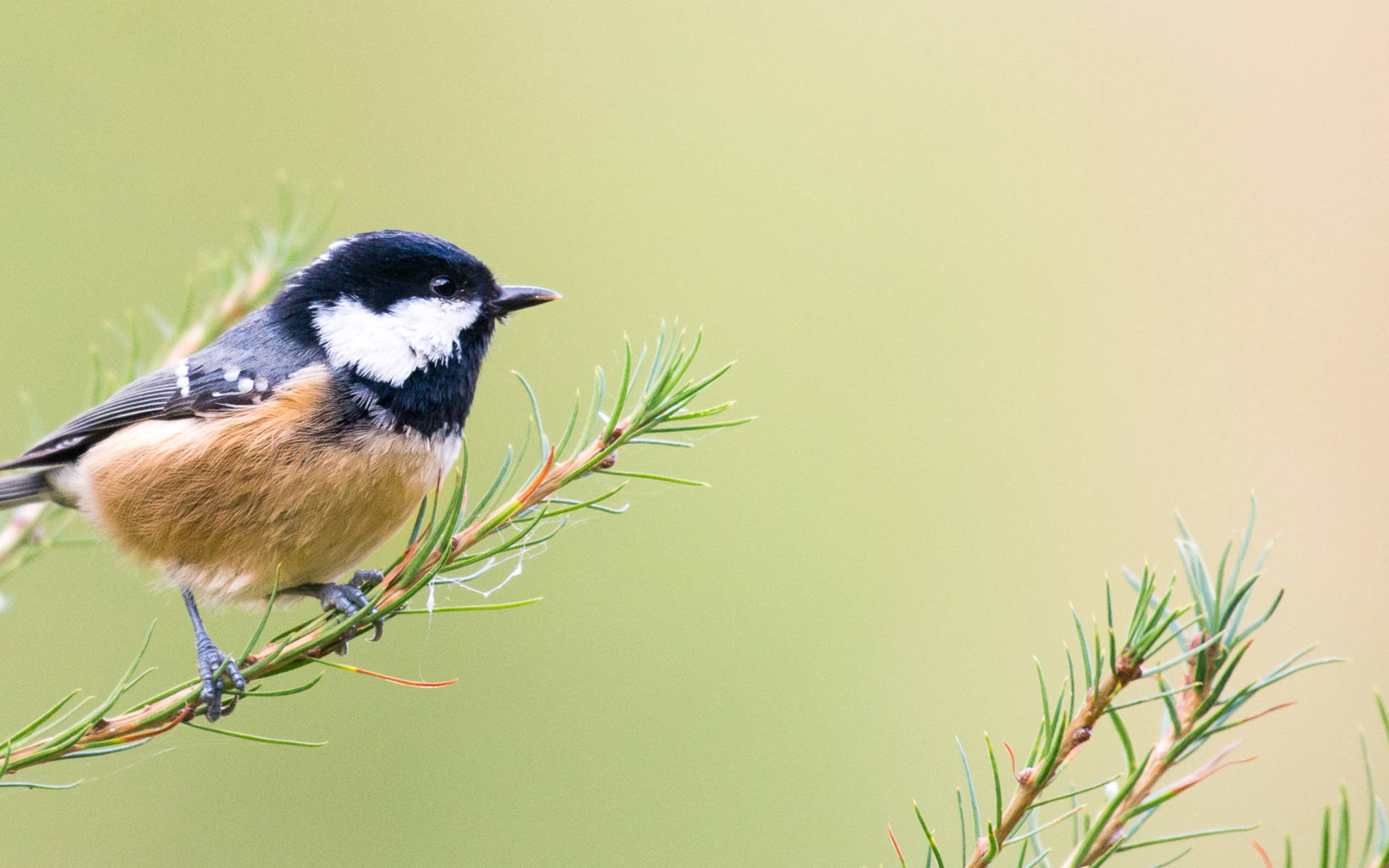 Petit mésange