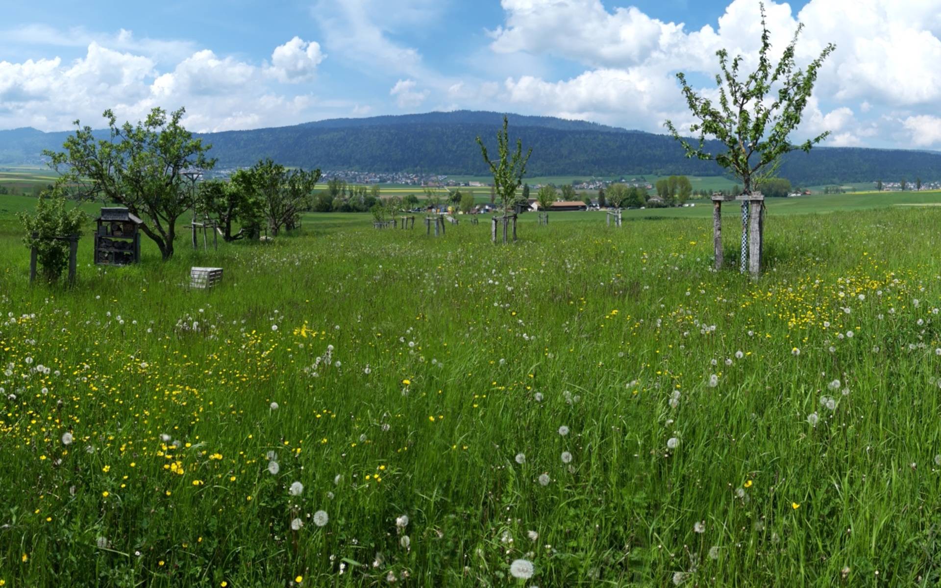 Verger 50 ans Pro Natura Neuchâtel