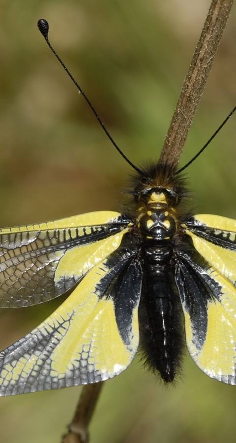 Ascalaphe
