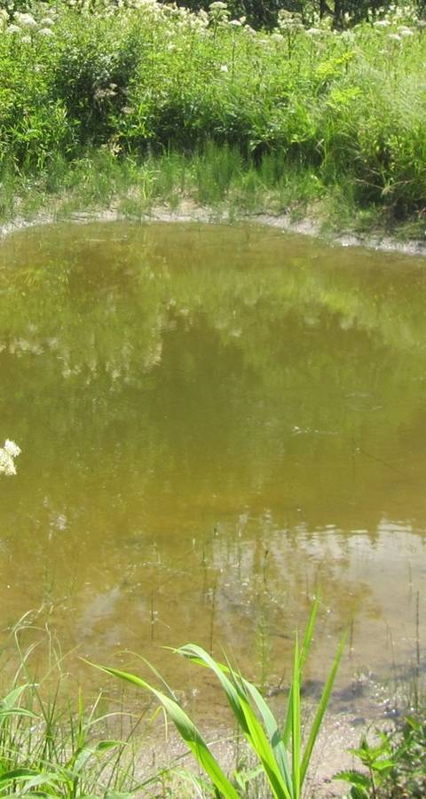 Etangs aux Goudebas