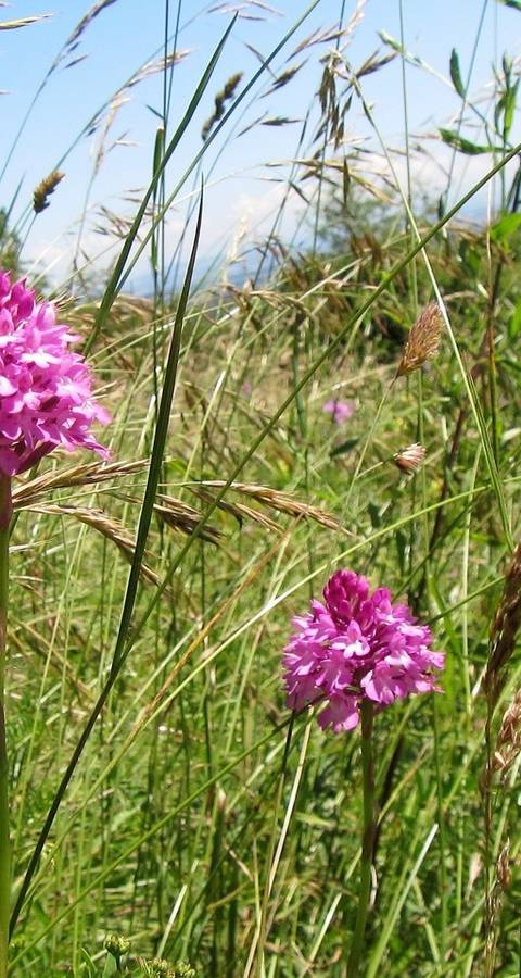 Orchidées