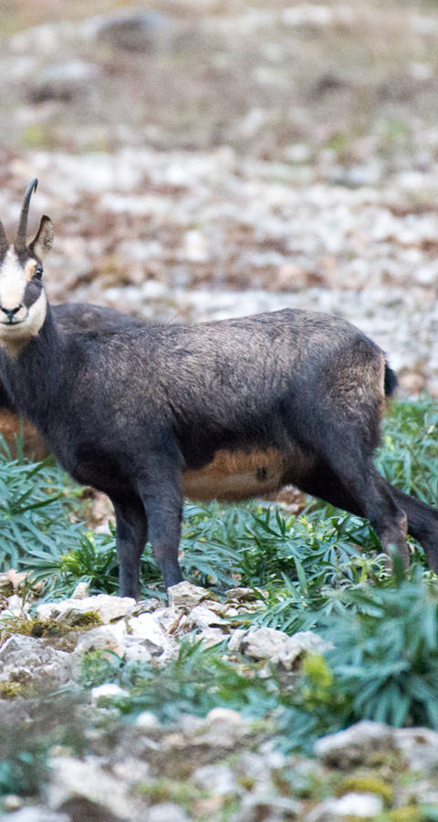 trois chamois