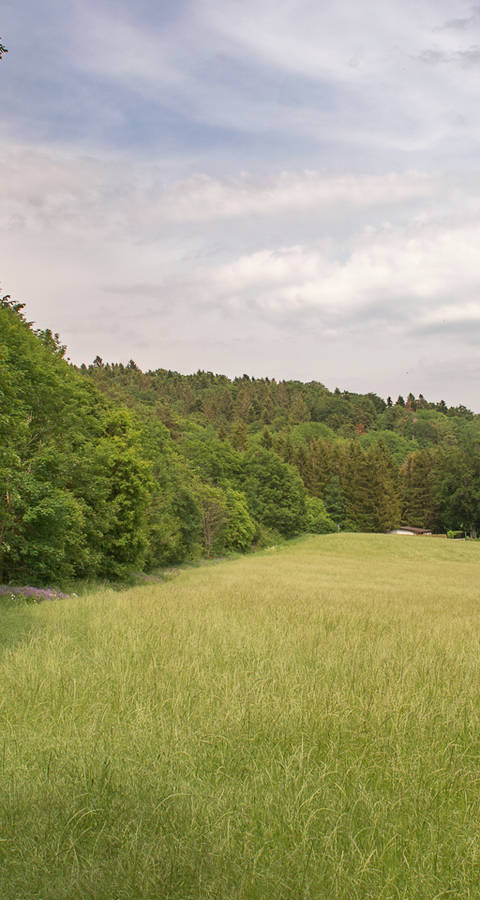 Lisière