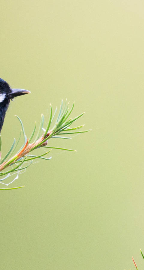 Petit mésange