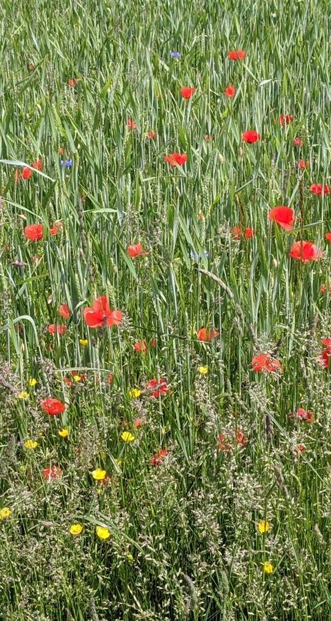 Plantes messicoles