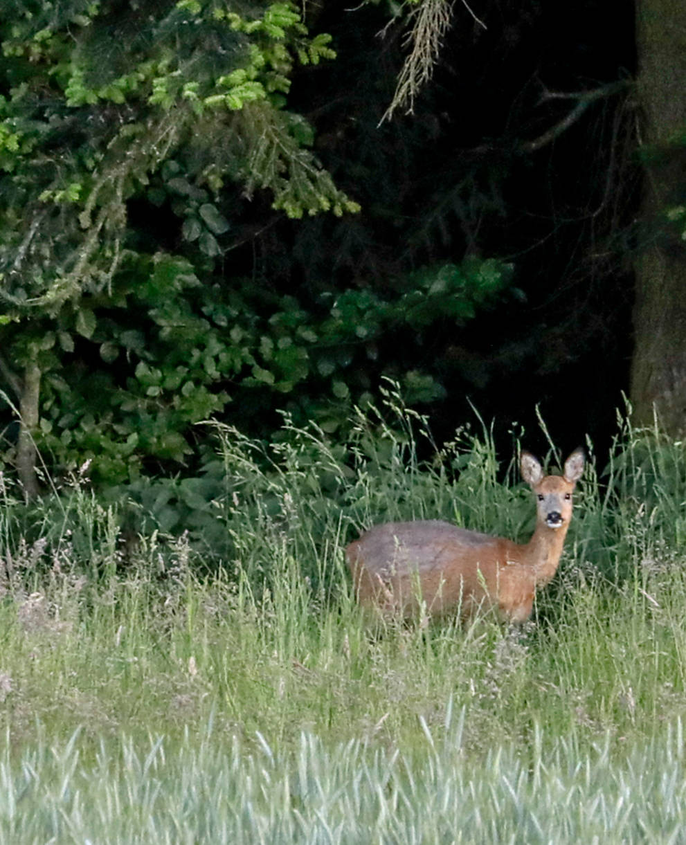 Chevreuils dans la forêt