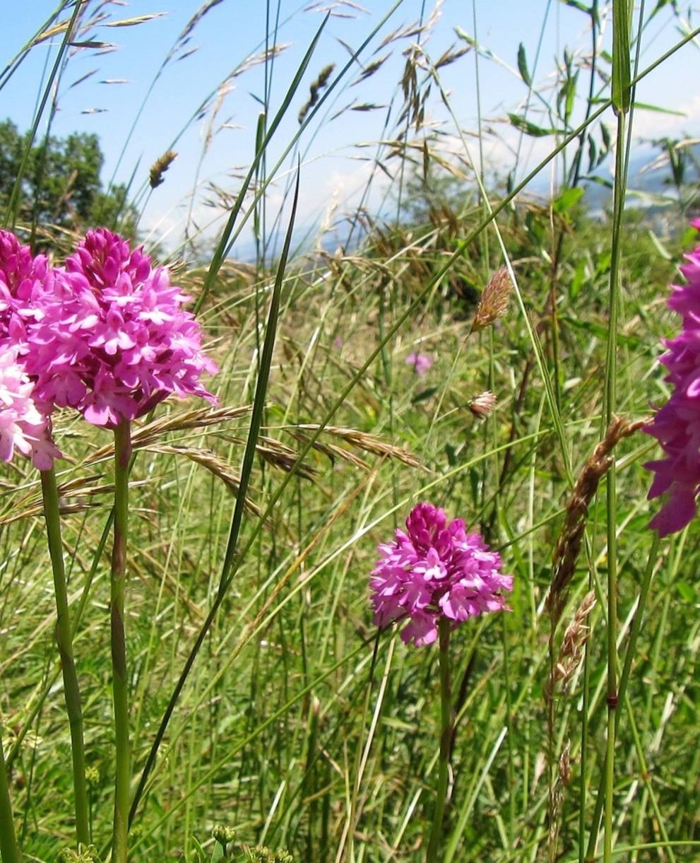 Orchidées