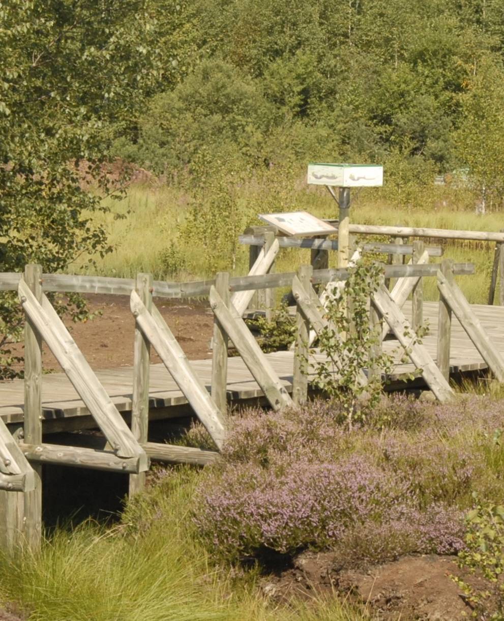 Chemin didactique dans la tourbière