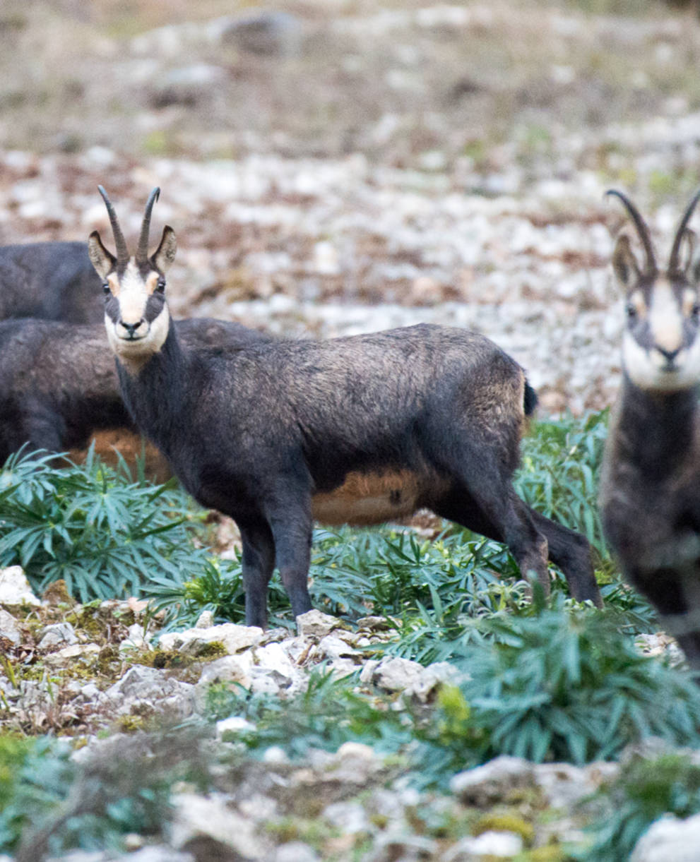 trois chamois