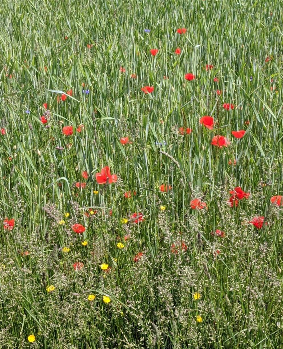 Plantes messicoles