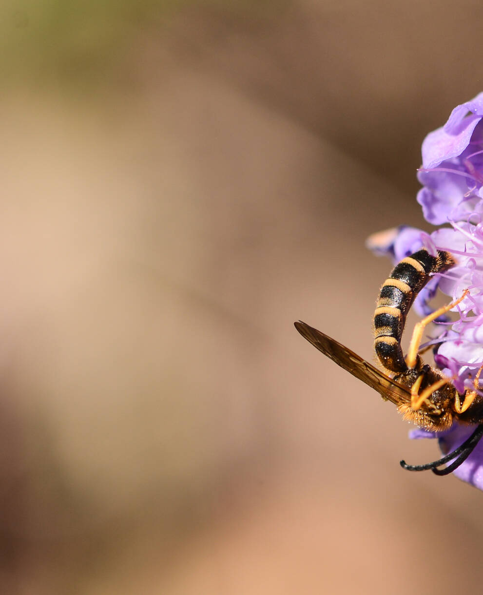 male d'halictus scabiosae sur sa plante hôte Scabiosa columbaria
