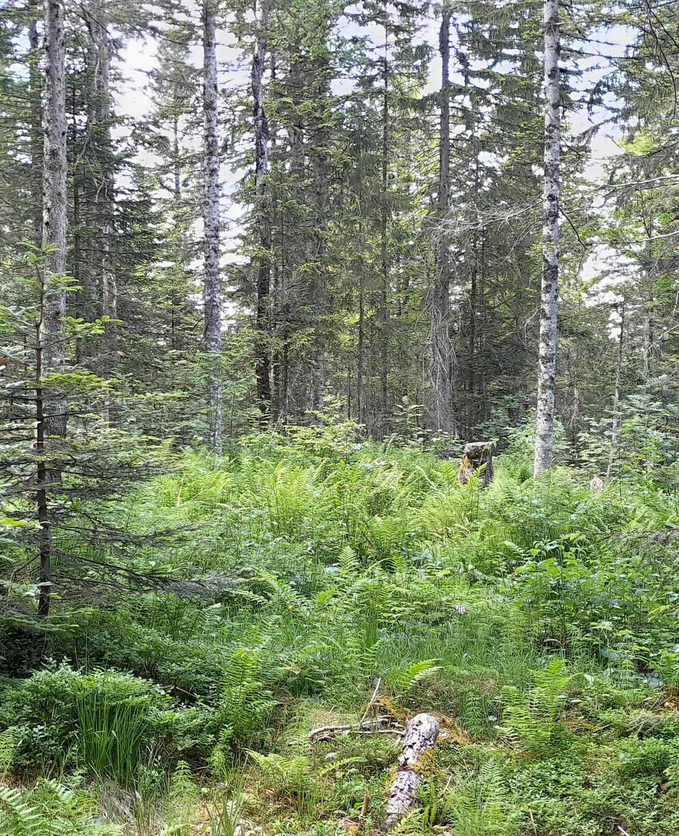 Forêt Brévine