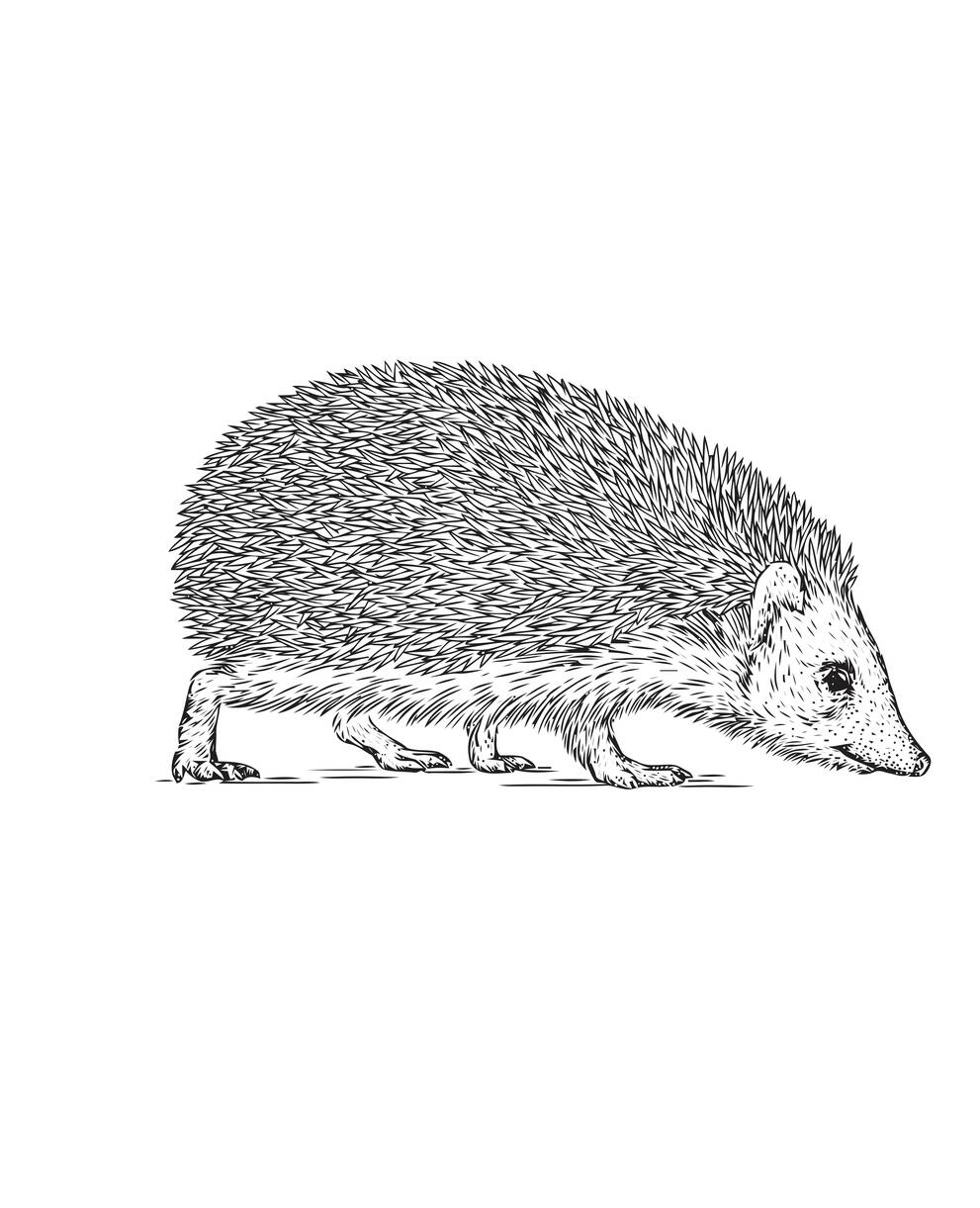 Dessins de Hérissons