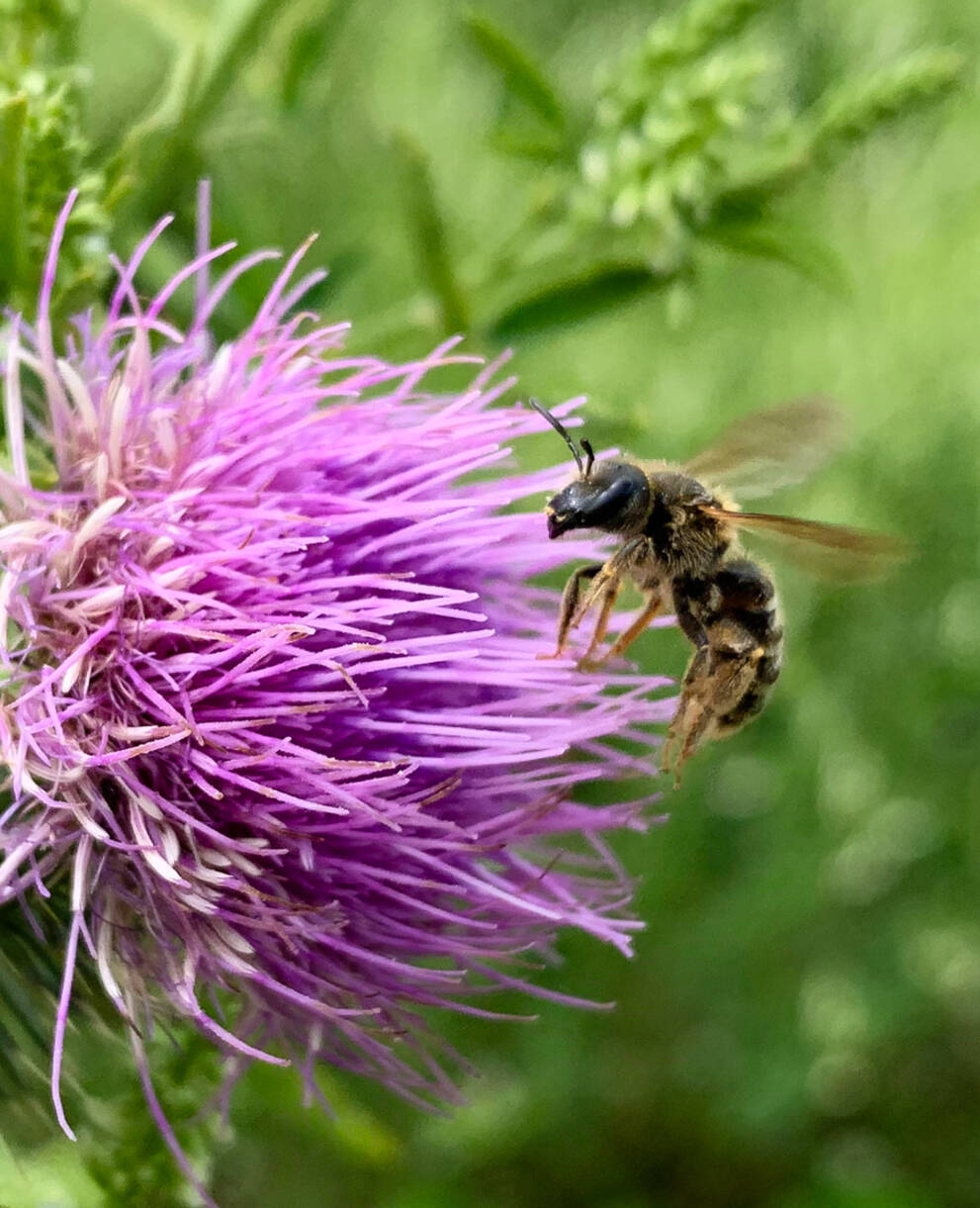 Halictus scabiosa à Coffrane
