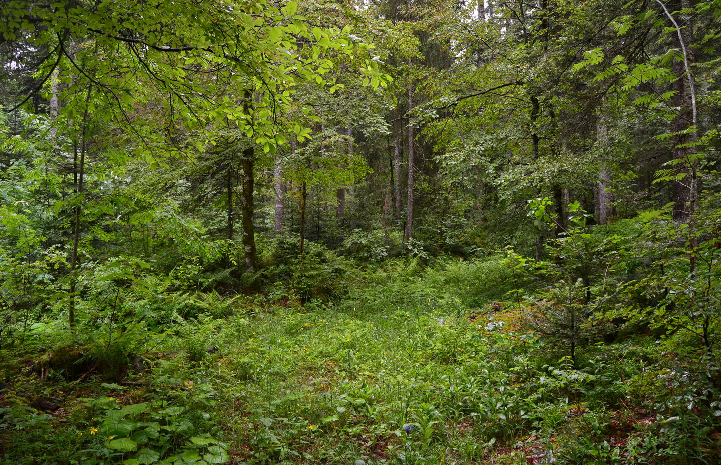 La forêt de la Cornée au fond de la vallée de la Brévine