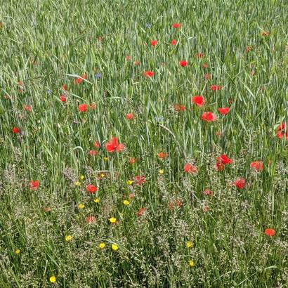 Plantes messicoles