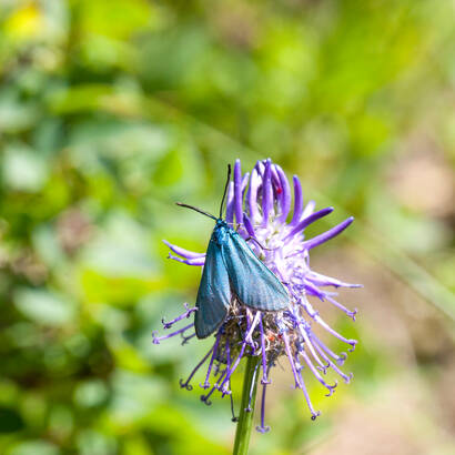 Jardin naturel